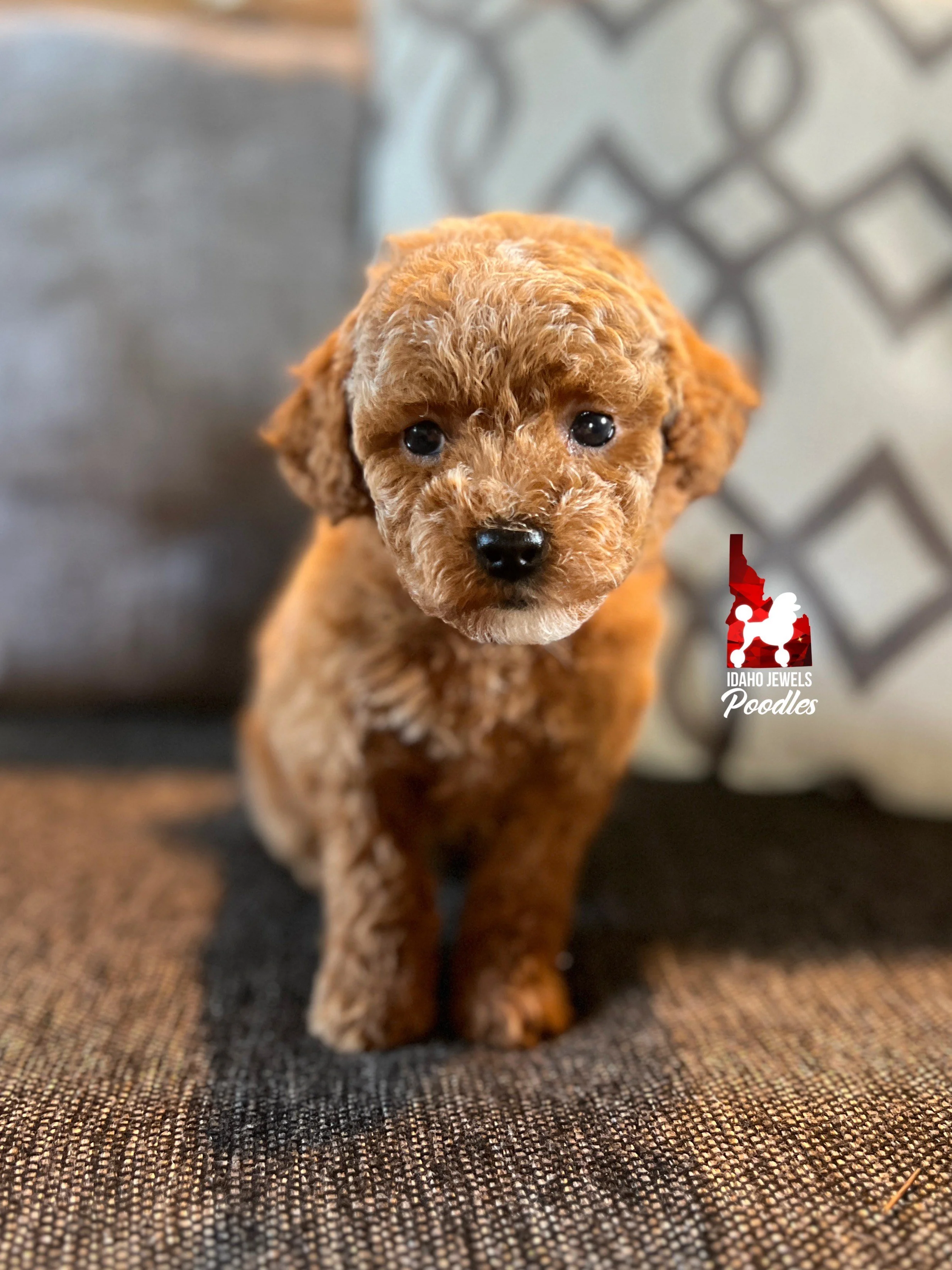 Cinnamon micro stores poodle puppy